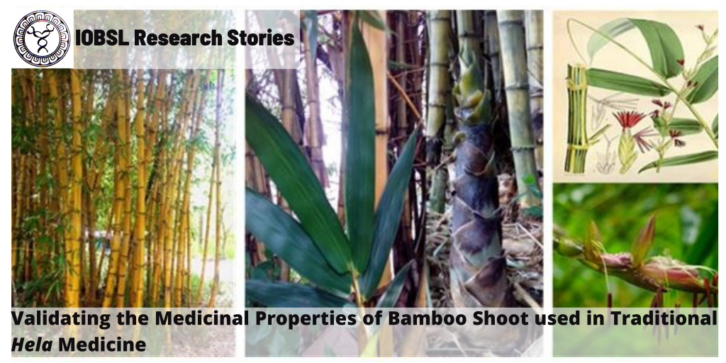 Validating the Medicinal Properties of Bamboo Shoot used in Traditional
